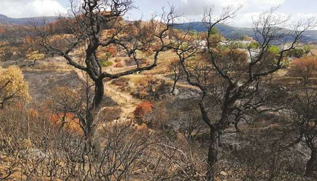 A view shows burnt trees after wildfire in Ain Draham in Jendouba, Tunisia.