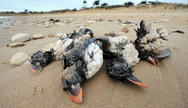 (Representative photo) Extreme weather, pollution and disease can kill seabirds. (AFP)