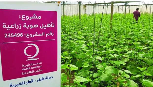 QC started rehabilitating greenhouses in Palestine to support farmers.