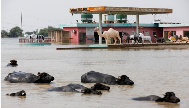 Buffaloes pass in front of a gas station amid flood water on the Indus highway, following rains and floods during the monsoon season in Sehwan, Pakistan on September 13. REUTERS
