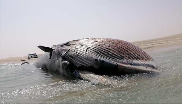 The carcass of the whale at Sealine