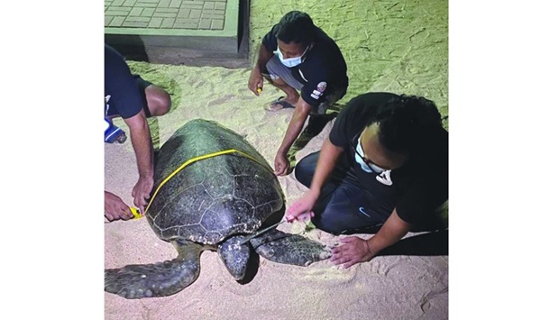 The turtle was transferred to Fuwairait Beach under the supervision of the inspectors of the ministry