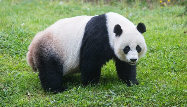 A giant panda - representative image. 