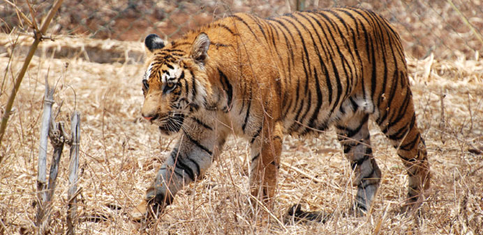Pug marks of 440 tigers counted in the Sundarbans.