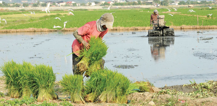 Rice farmers at a field in suburban Manila yesterday.