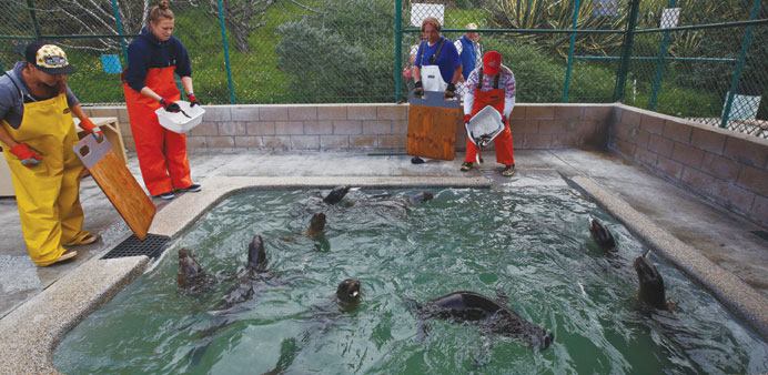 Rescued sea lion pups are fed at Marine Mammal Care Centre at Fort MacArthur  in San Pedro, California. Marine mammal experts say that hunger and cold