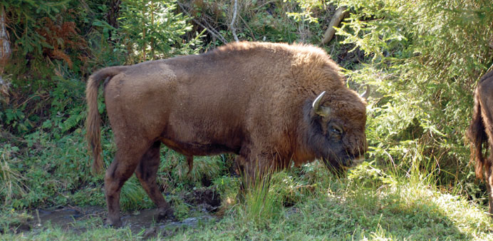    * One of the bison earmarked for Western Europeu2019s first wild bison herd in centuries grazes in a bush-covered compound before the release into the 