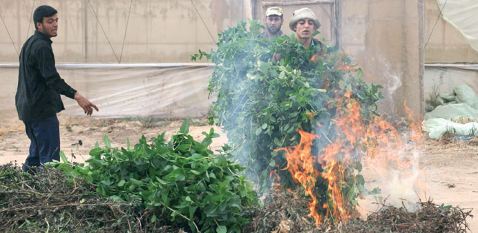 Farmers burn mint at a farm in Khan Younis in the southern Gaza Strip yesterday.