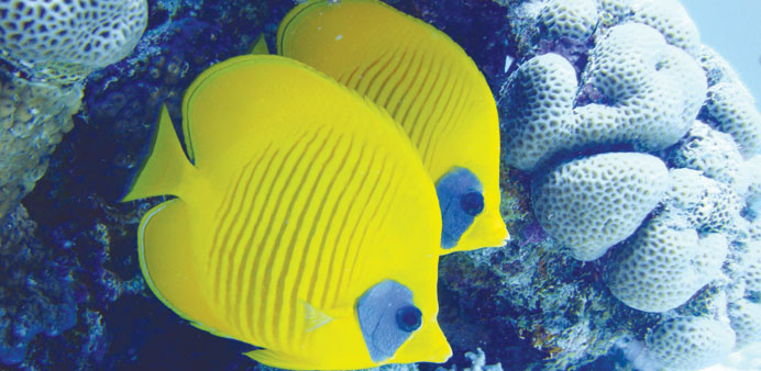 Masked butterfly fish in a coral reef, an underwater scene from Qatar. PICTURE: Khaled Zaki.