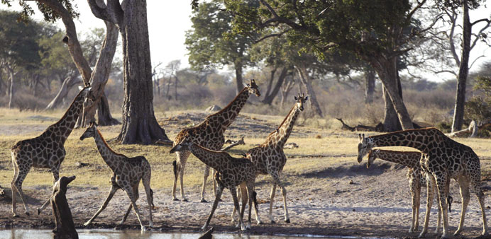 Giraffe gather at a water hole in Zimbabweu2019s Hwange National Park.