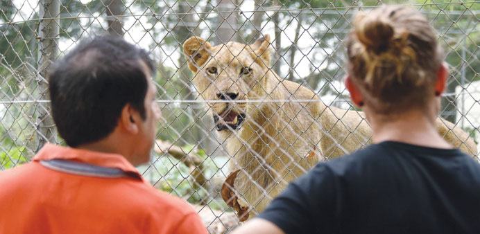Visitors look at a lion, donated by South Africa, in an enclosure at Abidjan Zoo.