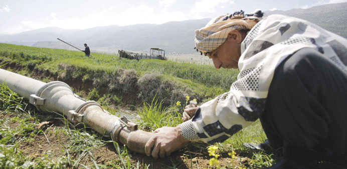 A farmer installs water tubes as he prepares to irrigate his malt field in the Ammiq wetland in the Bekaa valley.