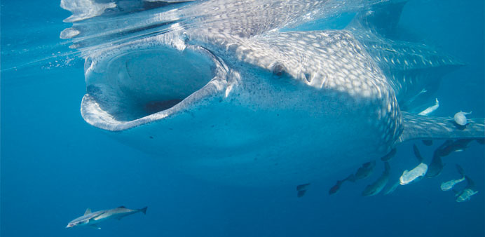 The Qatar Whale Shark Research team is already preparing for its 2014 programme.