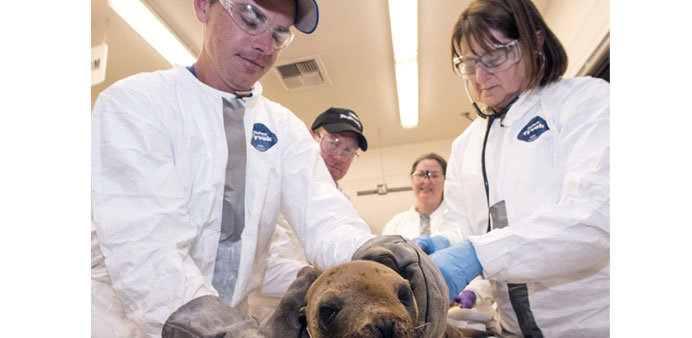 SeaWorld animal care specialists examine a sea lion affected by the Refugio Beach oil spill. The oiled sea lion, which arrived in critical condition a