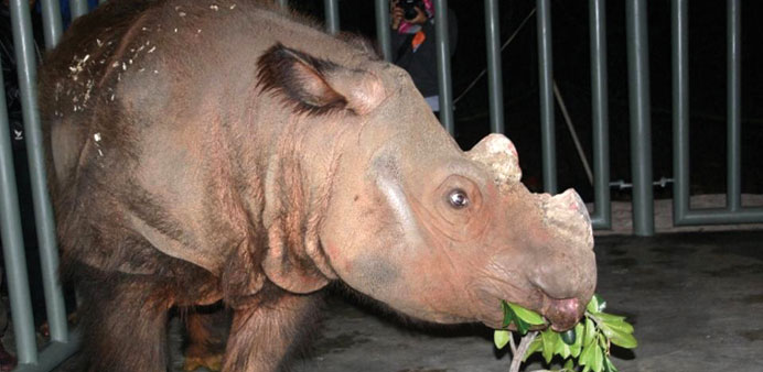 File photo courtesy of the Cincinnati Zoo shows male Sumatran rhino Harapan in his crate upon arrival in Sumatra.