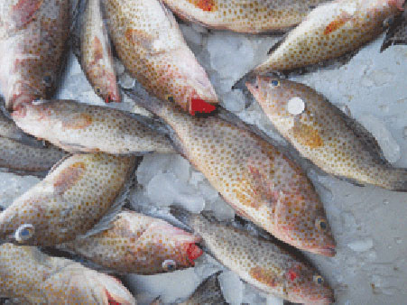 Hamour (large) is selling for QR85 per kg in the wholesale market.