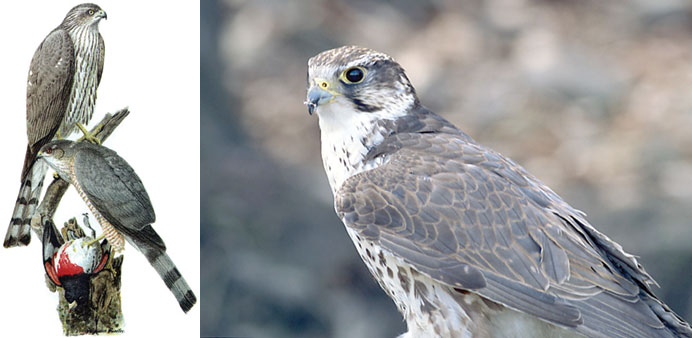 Falcons are of different types. 