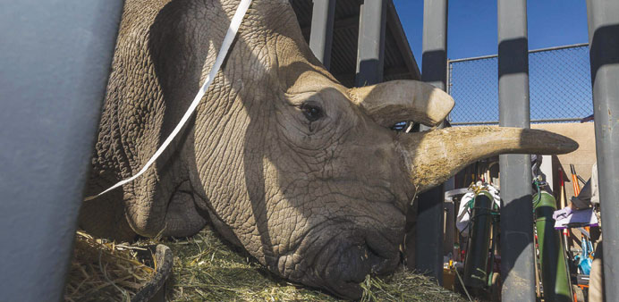 Nola, a critically endangered 41-year-old northern white rhino who died on Sunday at the San Diego Zoo Safari Park in California.