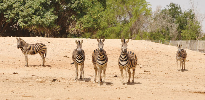 Zebras roaming inside the closed Doha Zoo. PICTURE: Sami al-Thalathini.