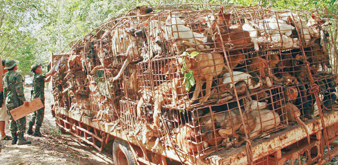 Around 1,300 dogs crammed into cages have been seized in less than a week in Thailandu2019s northeast border region, 