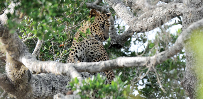 A leopard  at Yala National Park.