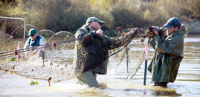 * Biologists Charles Hueth (right) and Shaun Root (middle); and Mike Grill (left rear) arrange a net used to trap chinook salmon that migrated up the 