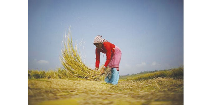 A farmer harvests rice on a field in Lalitpur, near Kathmandu.