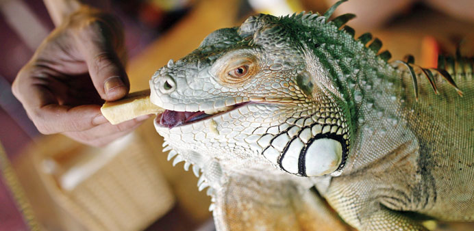 A man feeds an Iguana at the Pet Cafe in Hanoi, Vietnam.