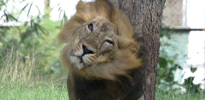 An eight-year-old Asiatic lion looks on in his enclosure at the Kamla Nehru Zoological Gardens in Ahmedabad. The latest census figures show Indiau2019s po