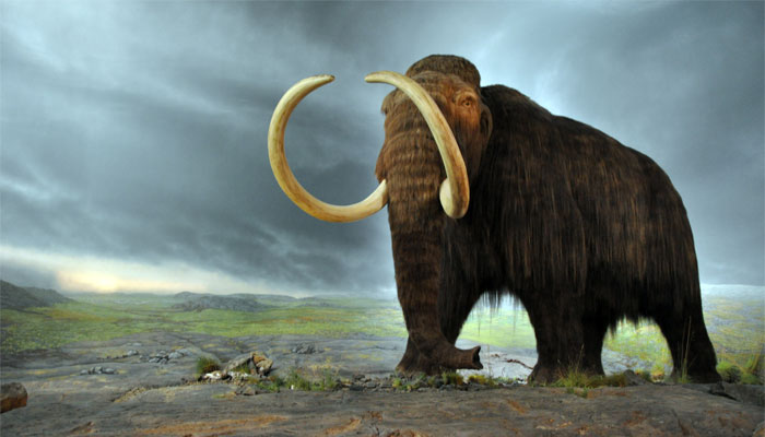 A model of mammoth installed at Royal British Columbia Museum, Canada