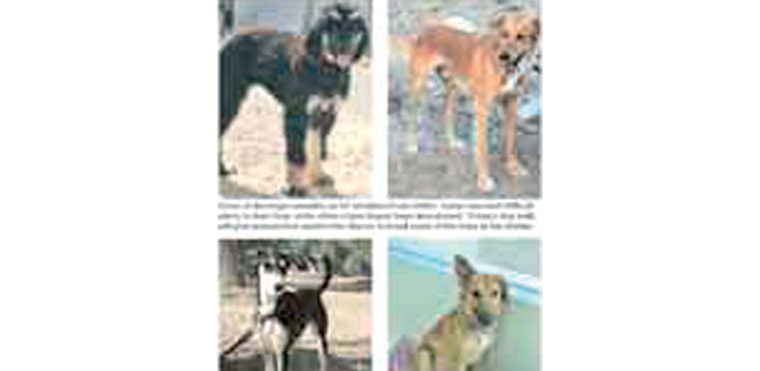 Some of the stray dogs under QAWS care.