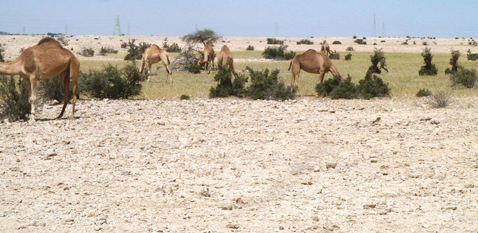 There is a ban on camel-grazing in the open.