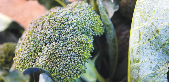 Broccoli, often described as a superfood, provides fibre, vitamins K and C and other nutrients, such as the one that eliminates toxins from the body.