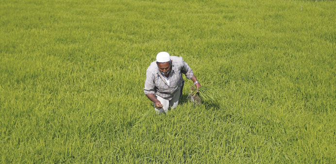 A farmer works in his rice field on the outskirts of Srinagar. The government plans to provide farmers with income insurance, but it may not do much t