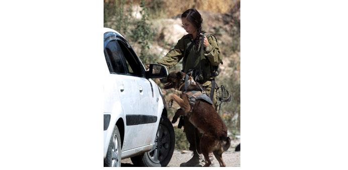 An Israeli soldier uses a dog to inspect a Palestinian vehicle at a checkpoint in Hebron yesterday.