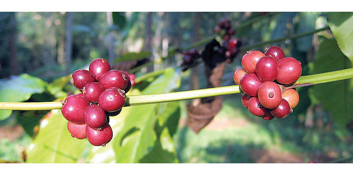 * Coffee berries from Kerala, India.