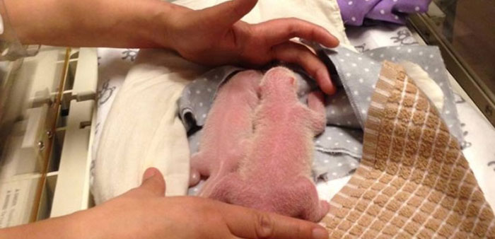 Two giant panda cubs are seen at the Toronto Zoo on Tuesday