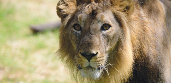 In this photograph taken on March 23, 2013, seven-year-old Asiatic lion Ambar watches from inside his open enclosure at the Kamla Nehru Zoological Gar
