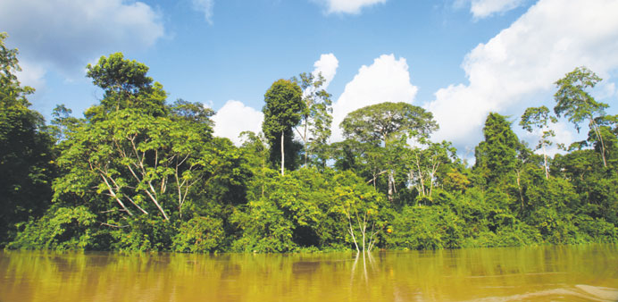 A view of Ecuadoru2019s Amazon rainforest from the banks of the Tiputini River in the Yasuni area. PICTURES: Bonnie James.