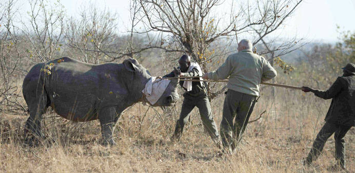 A white rhino being captured by conservation officials in South Africau2019s Kruger National Park.
