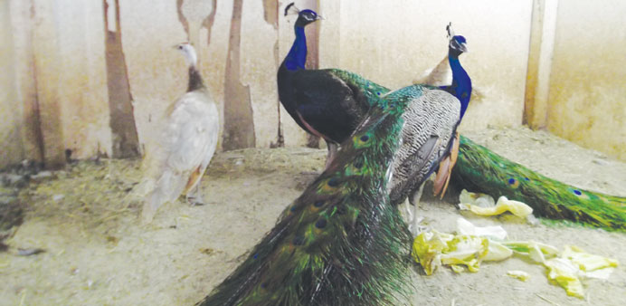 A pair of peacocks go for QR3,500.