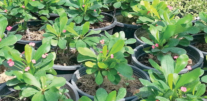 Euphorbia plant.