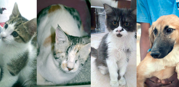 Three of the cats (Magnus, Mankoosh and Smudge) and a dog (Nixon) that are adopted from QAWS over the weekend.