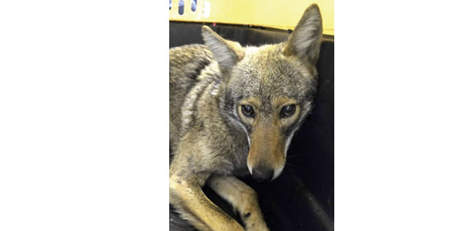 A coyote is shown after being captured by the New York City Police Department yesterday.