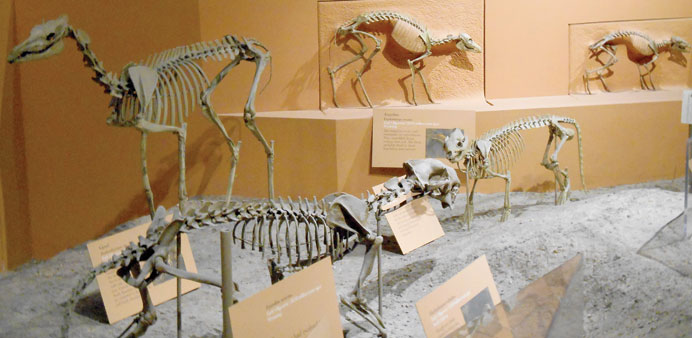 The fossils of smaller dinosaurs in the Smithsonianu2019s crowded, old exhibition.