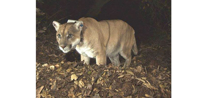 The Griffith Park mountain lion, known as P-22, triggers a media storm.